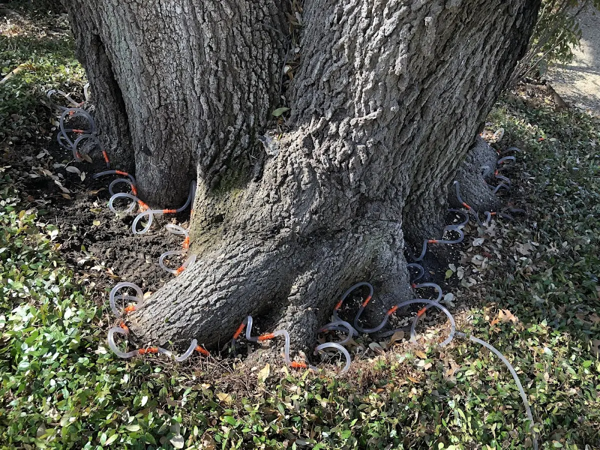 Detailed Shrub and Hedge Trimming job site in Dallas